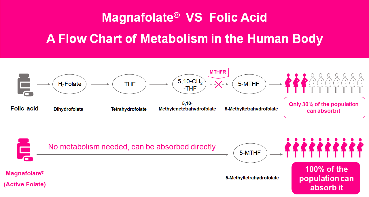 Giza gorputzeko Metabolismoaren fluxu-diagrama, Folato Aktiboa VS Azido Folikoa