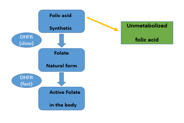 Egunero 266 mcg azido foliko hartzeak folatoaren metabolismo normala eten egiten du