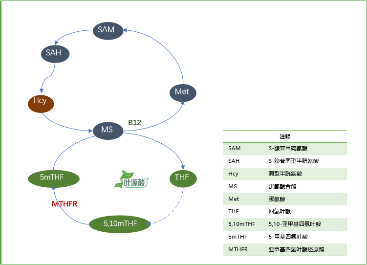 MTHFR genotipoak folatoaren metabolismoaren eta erlazionatutako gaixotasunen mekanismoaren anomaliak eragiten ditu