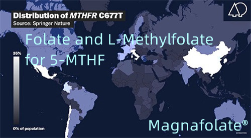Folatoa eta L-metilfolatoa 5-MTHFrako