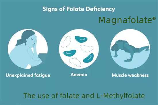 Folatoaren eta L-metilfolatoaren erabilera