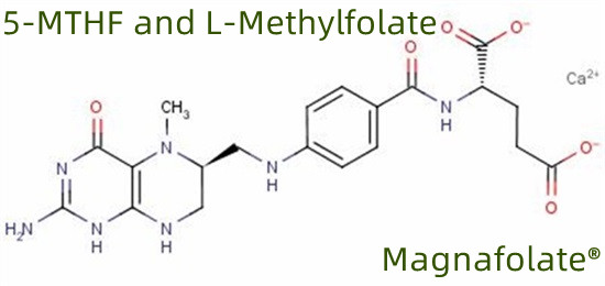 5-MTHF eta L-metilfolatoa