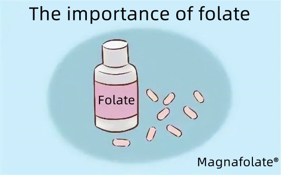 Folato-Magnafolatoaren garrantzia