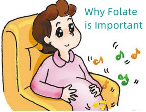 Zergatik da garrantzitsua folatoa?