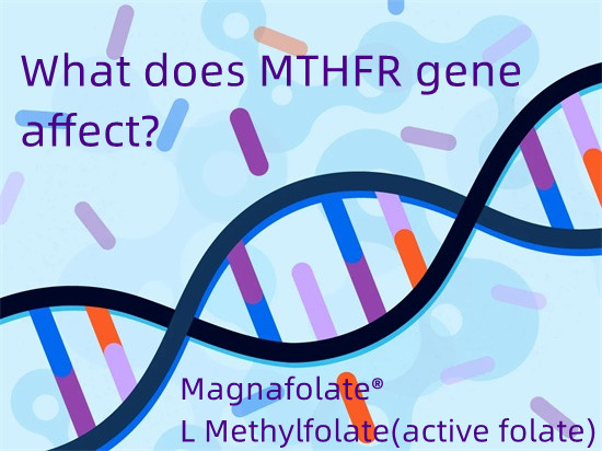 Zertan eragiten du MTHFR geneak?