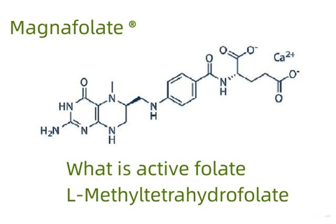 Zer da folato aktiboa eta L-metiltetrahidrofolatoa