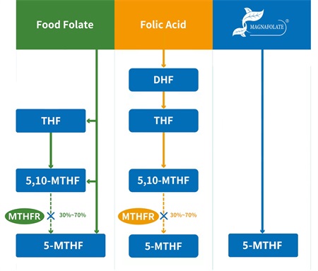 Zer da 5-metiltetrahidrofolatoa?