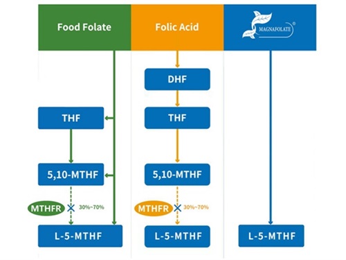 Kaltzio L-5-metiltetrahidrofolatoa VS Azido folikoa