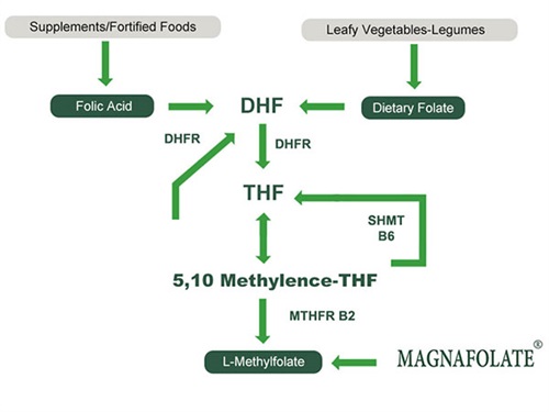 L-5-Methyltetrahydrofolate kaltzioaren erabilera