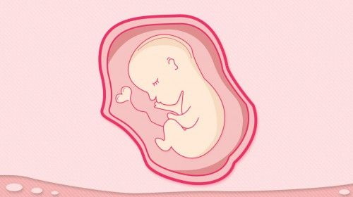 Folatoak ugalketa-sistemaren funtzionamenduan laguntzen du